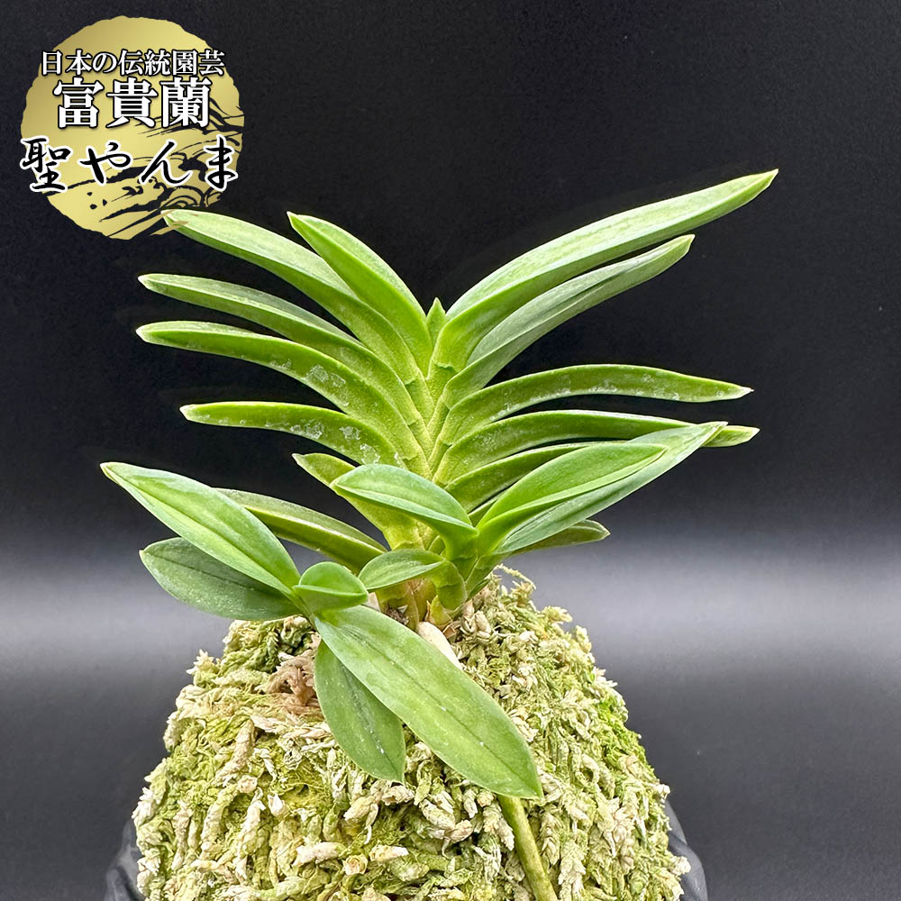富貴蘭 聖蜻蜓 聖やんま ひじりやんま fu-t10 フウキラン 蘭 花