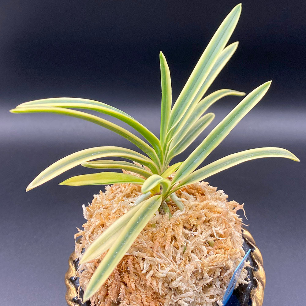 富貴蘭 風蘭 蘭 富貴殿 ふうきでん 3本立 T123 フウキラン フウラン 送料無料