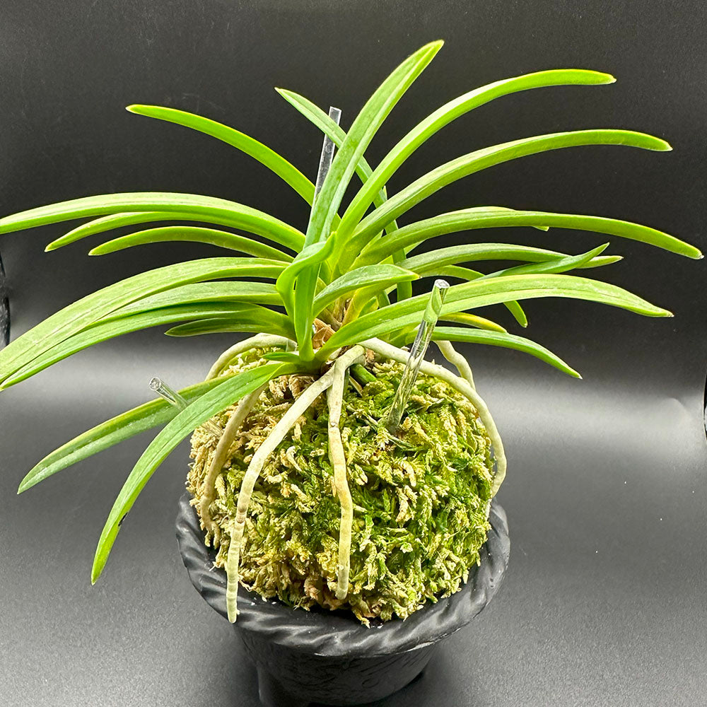 富貴蘭 雲龍滝 6本立 うんりゅうたき fu-t142フウキラン 蘭 花