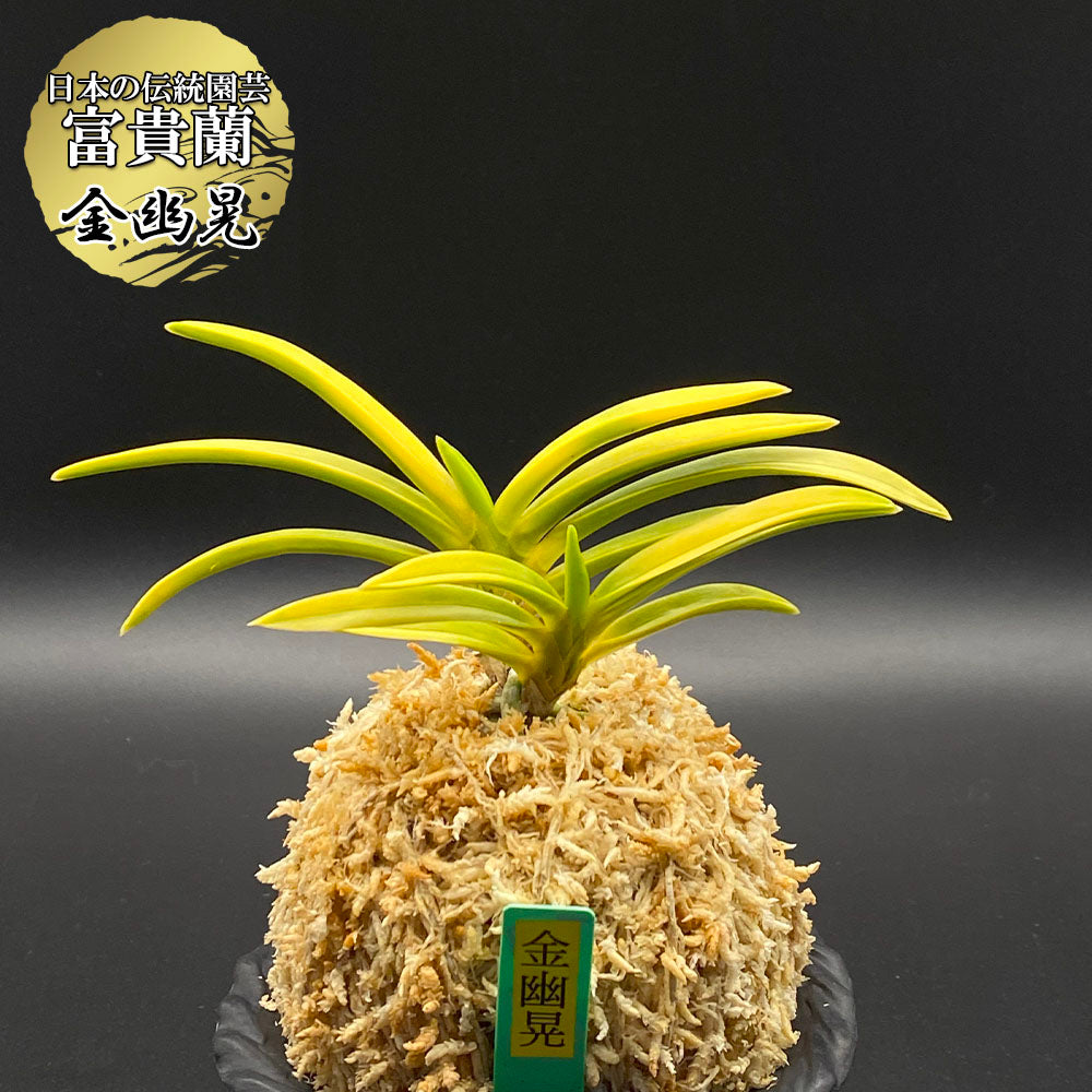 富貴蘭 風蘭 蘭 金幽晃 キンユウコウ 2本立 【現品】 t149-b フウキラン フウラン 送料無料