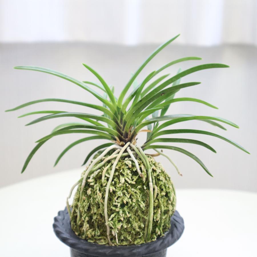 富貴蘭 阿波緑 あわみどり fu-t172フウキラン 蘭 花