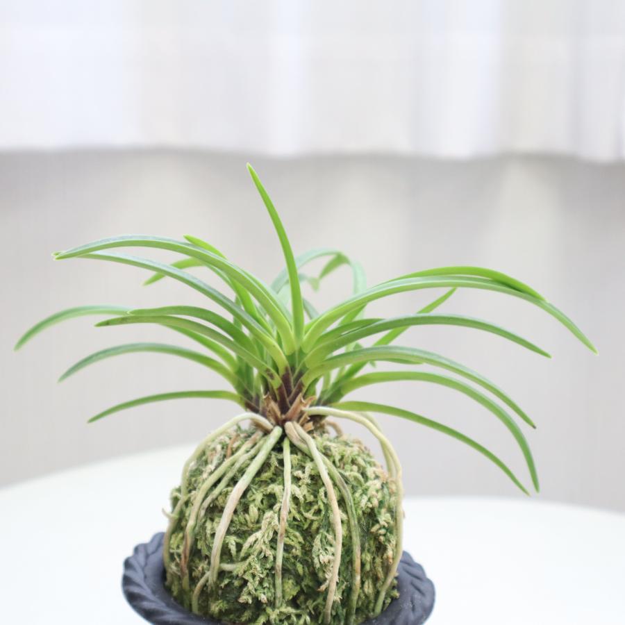 富貴蘭 紅飛蝶 べにひちょう fu-t229-b フウキラン 蘭 花