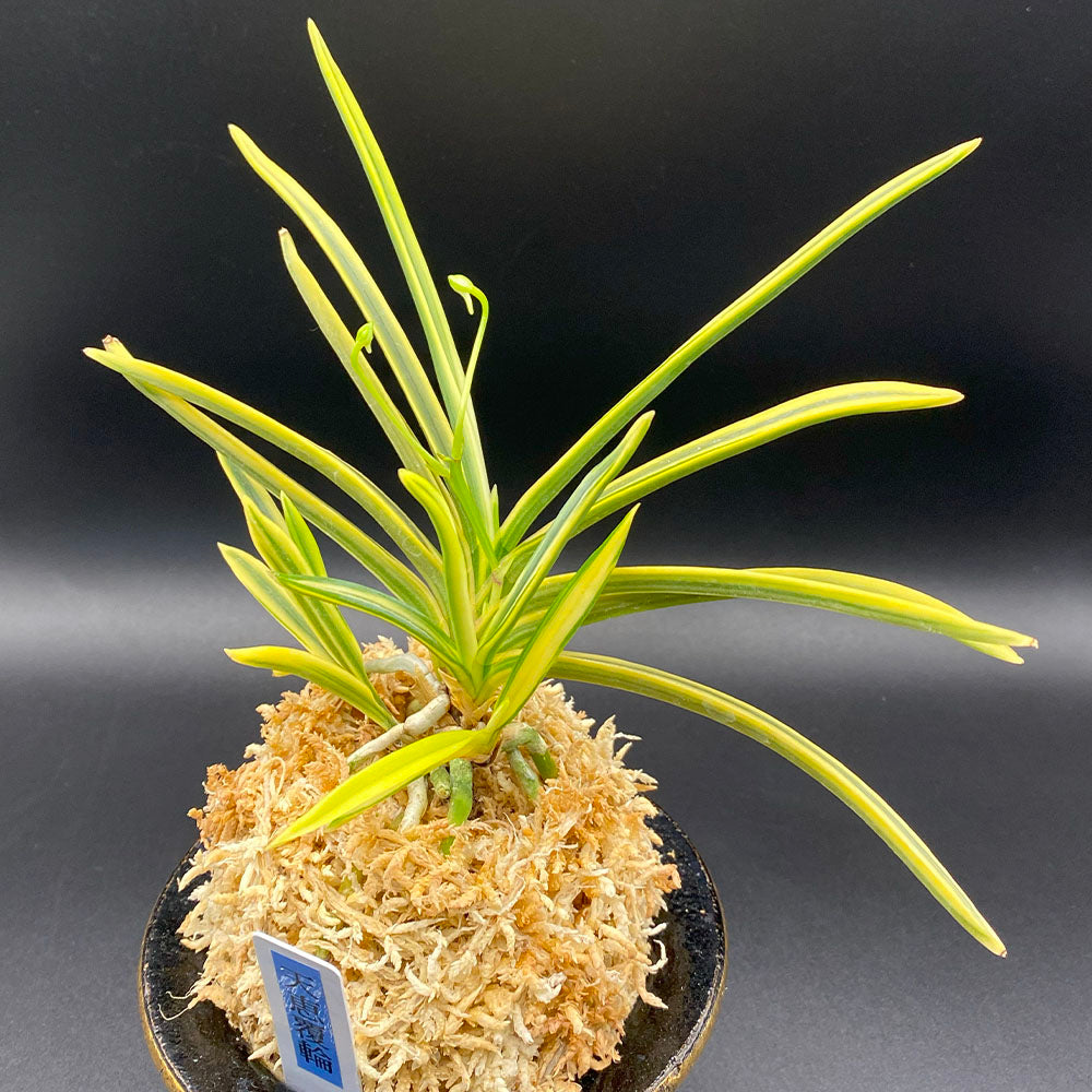 富貴蘭 風蘭 蘭 天恵覆輪 てんけいふくりん 4本立 T357-1 フウキラン フウラン 送料無料