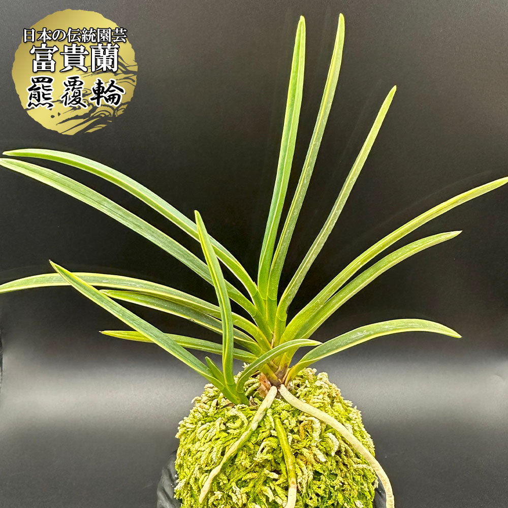 富貴蘭 羆覆輪 ひぐまふくりん fu-t397 フウキラン 蘭 花