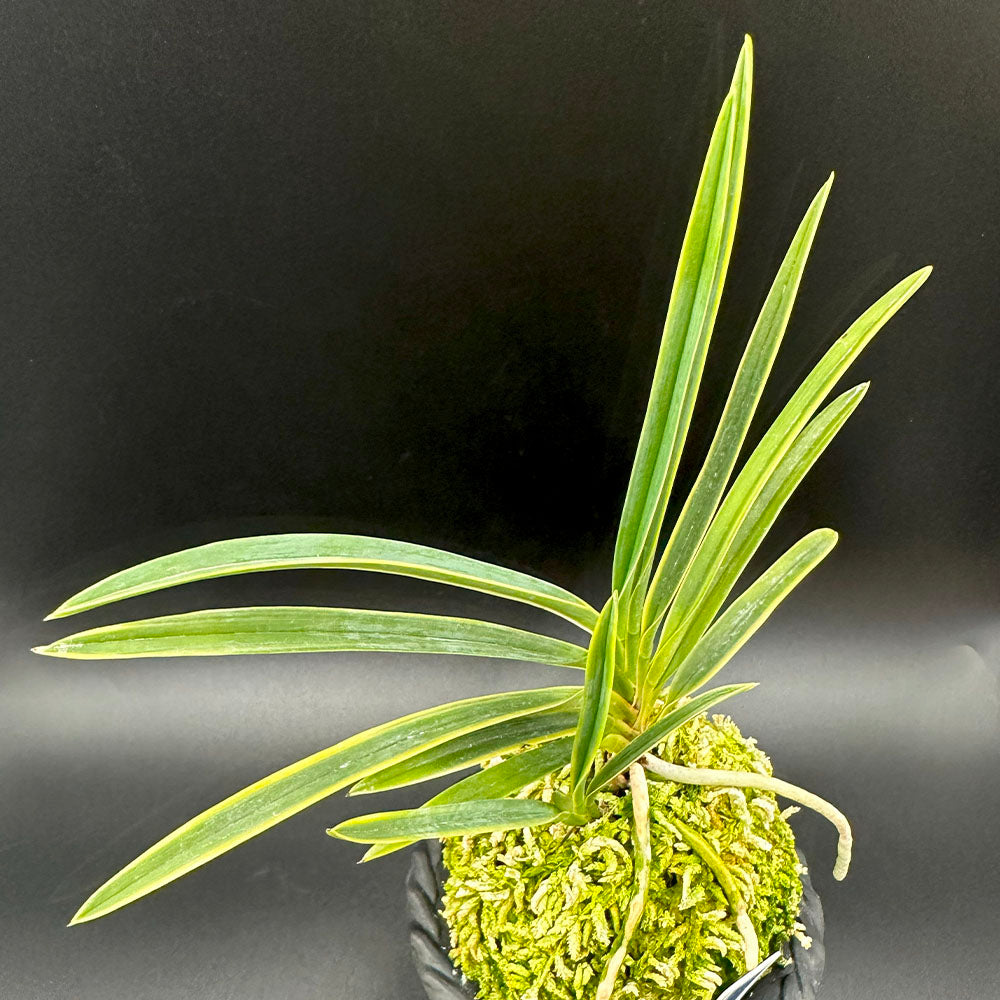 富貴蘭 羆覆輪 ひぐまふくりん fu-t397 フウキラン 蘭 花