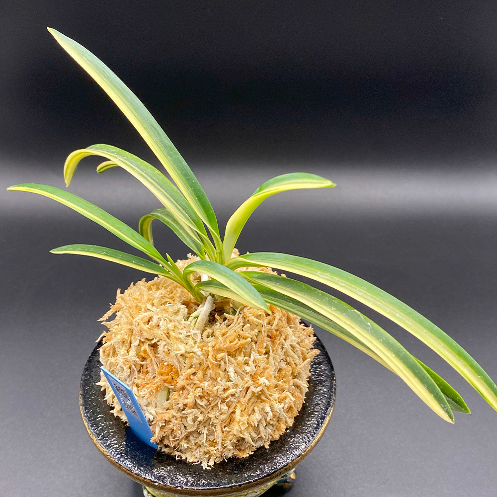 富貴蘭 風蘭 蘭 織姫 おりひめ 2本立 T427 フウキラン フウラン 送料無料