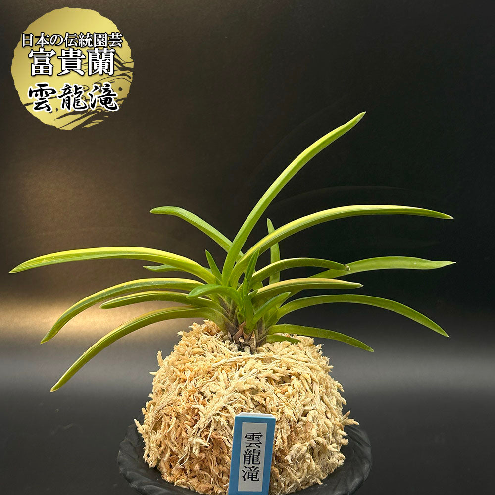 富貴蘭 風蘭 蘭 雲龍滝 ウンリュウノタキ 4本立 【現品】 T484 フウキラン フウラン 送料無料