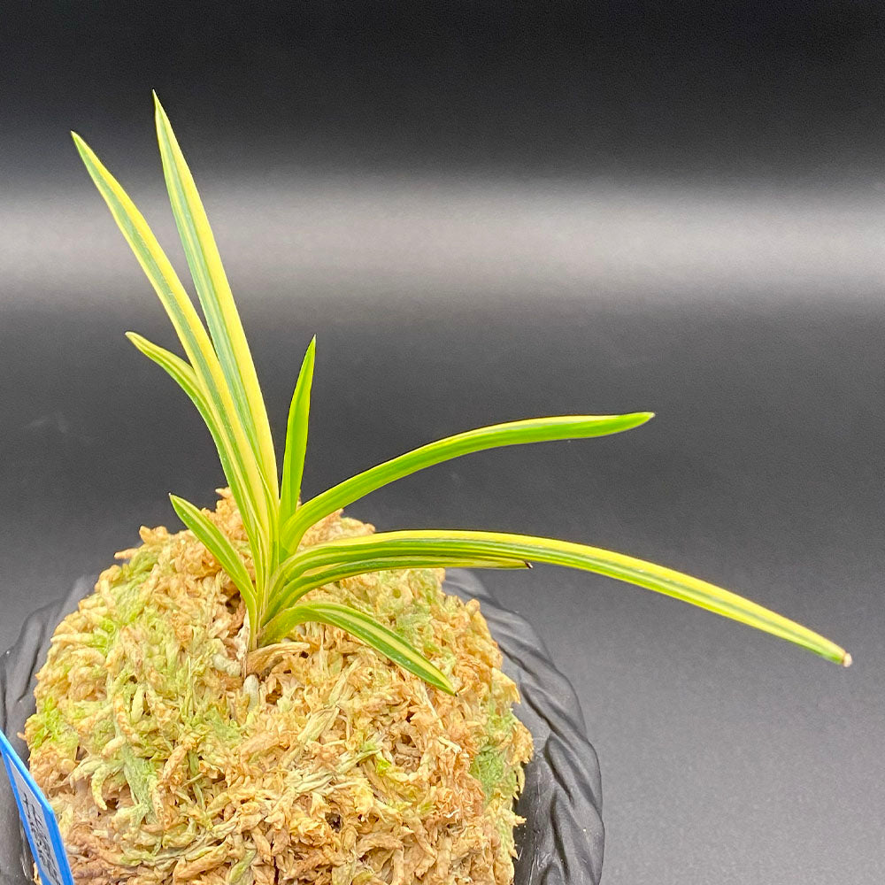 富貴蘭 風蘭 蘭 花纏縞 はなまといしま 1本立 T504-A フウキラン フウラン 送料無料