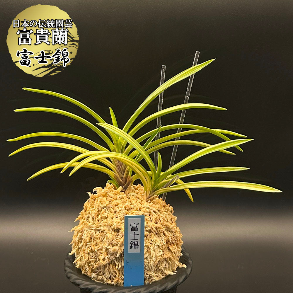 富貴蘭 風蘭 蘭 富士錦 フジニシキ 4本立 【現品】 T54 フウキラン フウラン 送料無料