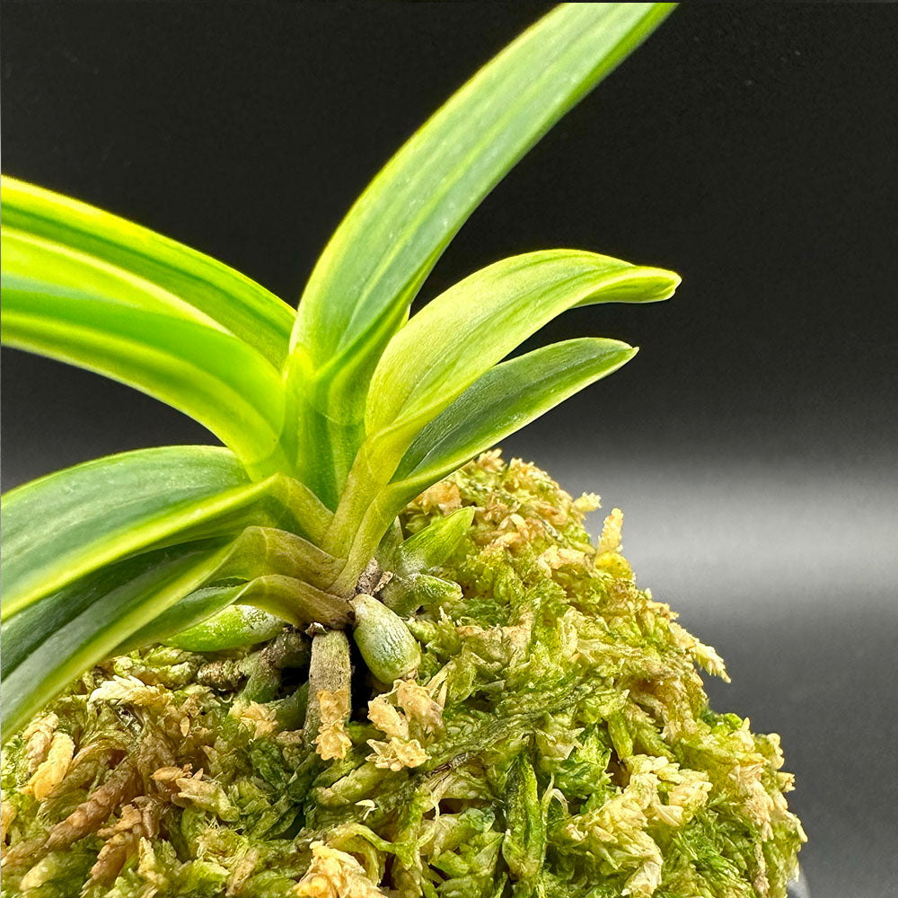 富貴蘭 鷹匠 たかじょう T596フウキラン 蘭 花