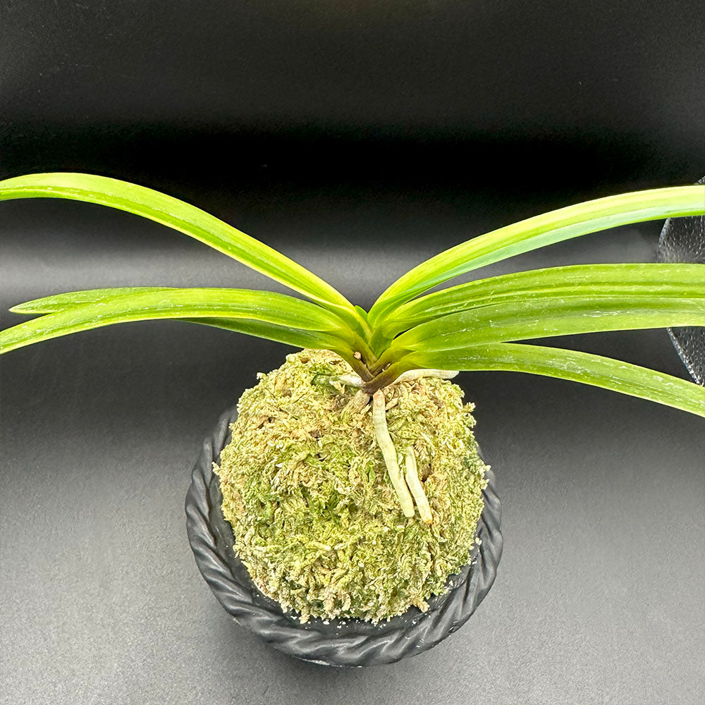 富貴蘭 白牡丹 1本立 はくぼたん T598 フウキラン 蘭 花