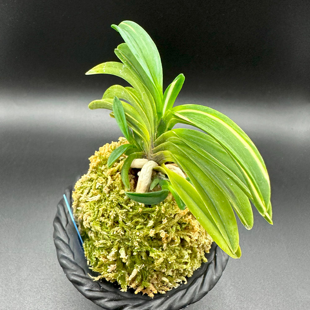 富貴蘭 桃山達磨 ももやまだるま T604 フウキラン 蘭 花