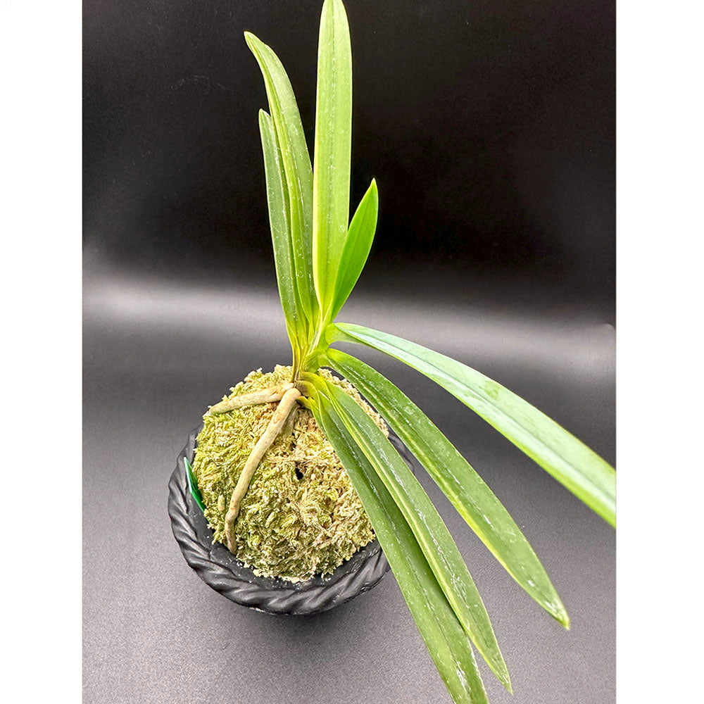 富貴蘭 白牡丹 1本立 はくぼたん T605 フウキラン 蘭 花