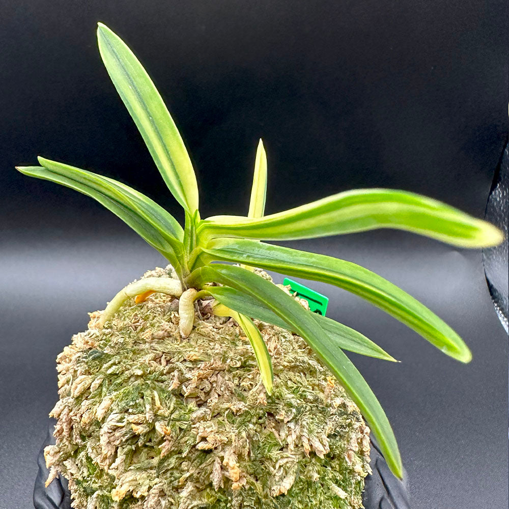 富貴蘭 白牡丹 2本立 はくぼたん T620 フウキラン 蘭 花