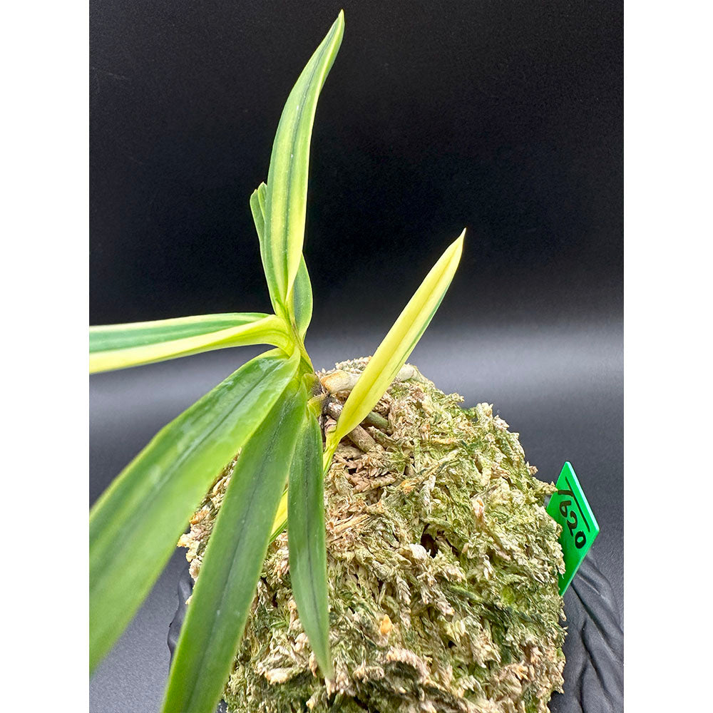 富貴蘭 白牡丹 2本立 はくぼたん T620 フウキラン 蘭 花