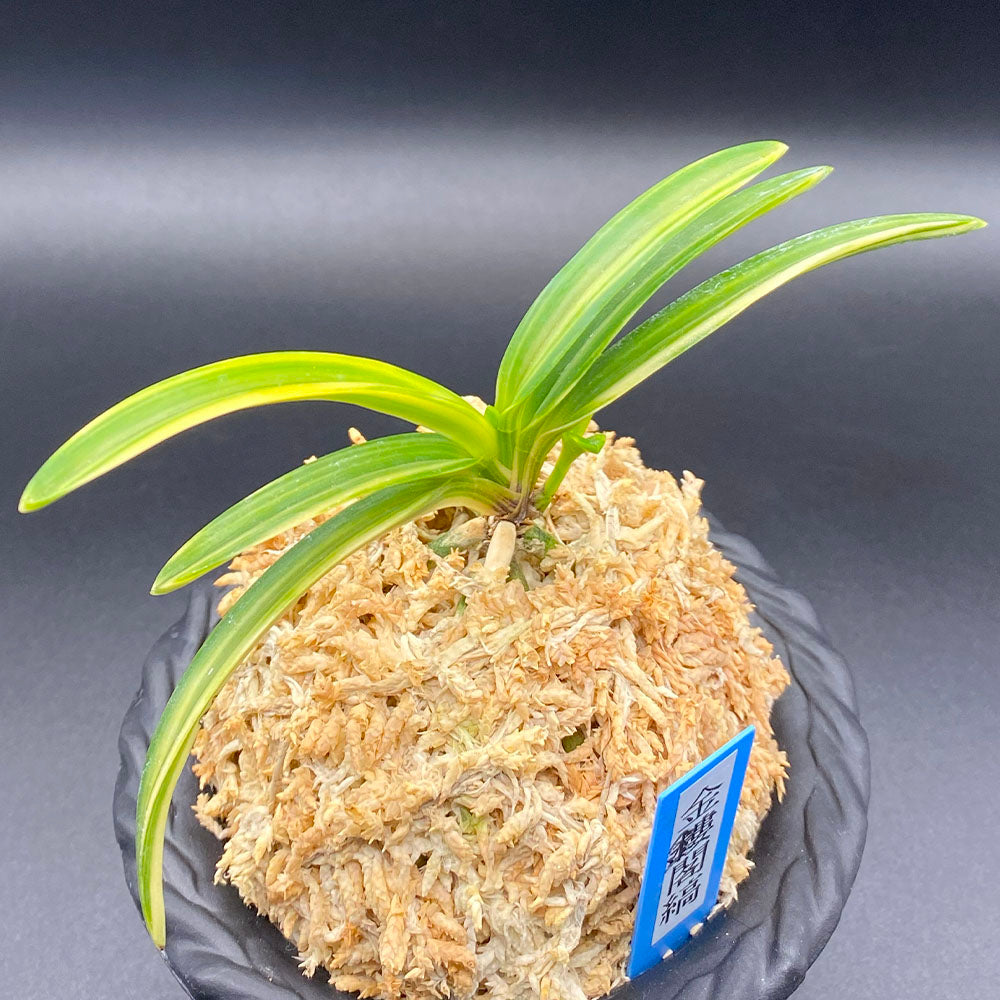 富貴蘭 風蘭 蘭 金鏤閣縞 きんろうかくしま 2本立 T625 フウキラン フウラン 送料無料