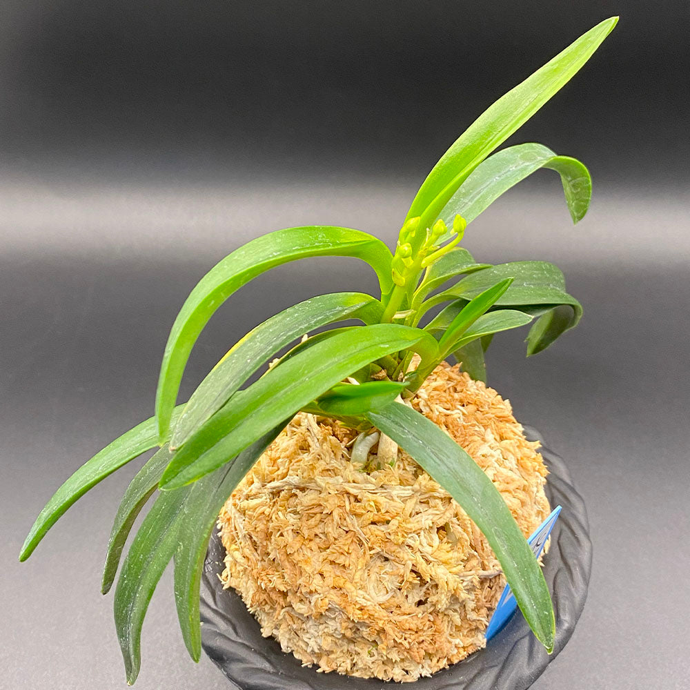 富貴蘭 風蘭 蘭 大波縞 おおなみしま 3本立 T634 フウキラン フウラン 送料無料