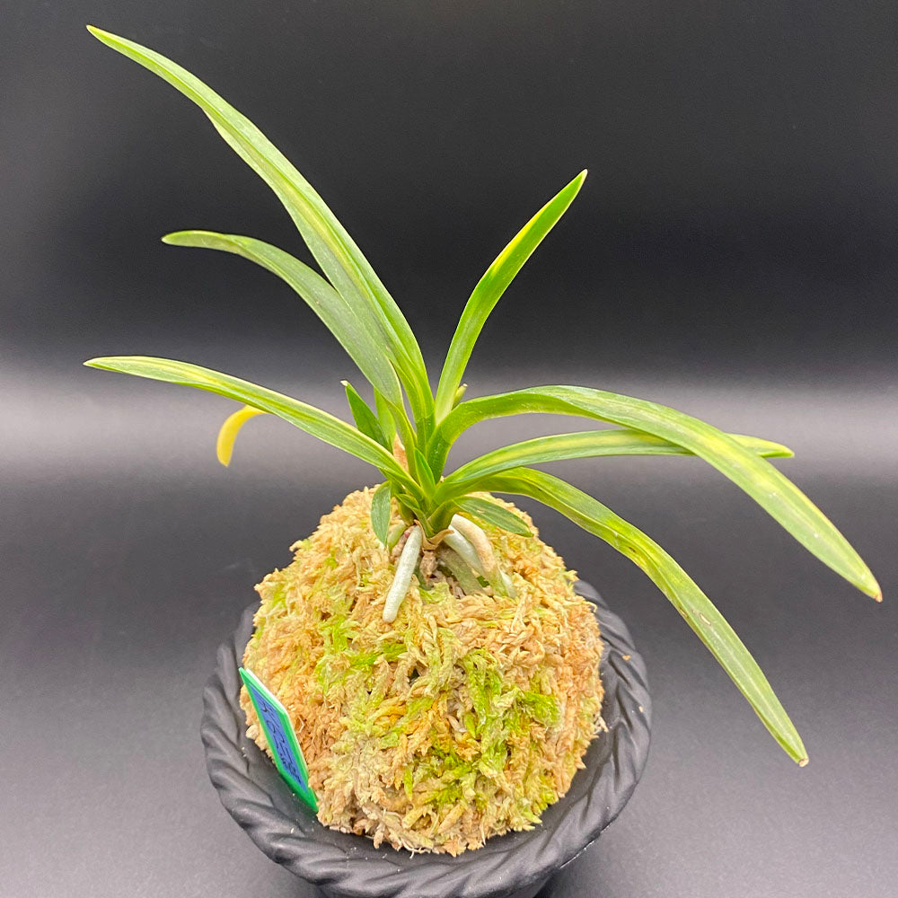 富貴蘭 風蘭 蘭 天の川縞 あまのがわしま 3本立 T642 フウキラン フウラン 送料無料