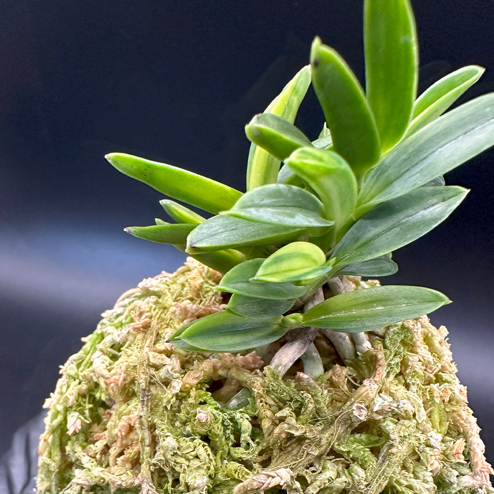 富貴蘭 風蘭 蘭 夢幻錦 むげんにしき 7本立 T648 フウキラン フウラン 送料無料