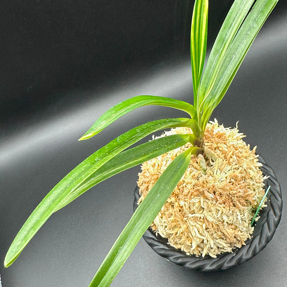 富貴蘭 風蘭 蘭 白牡丹 はくぼたん 1本立 【現品】 T656 フウキラン フウラン 送料無料