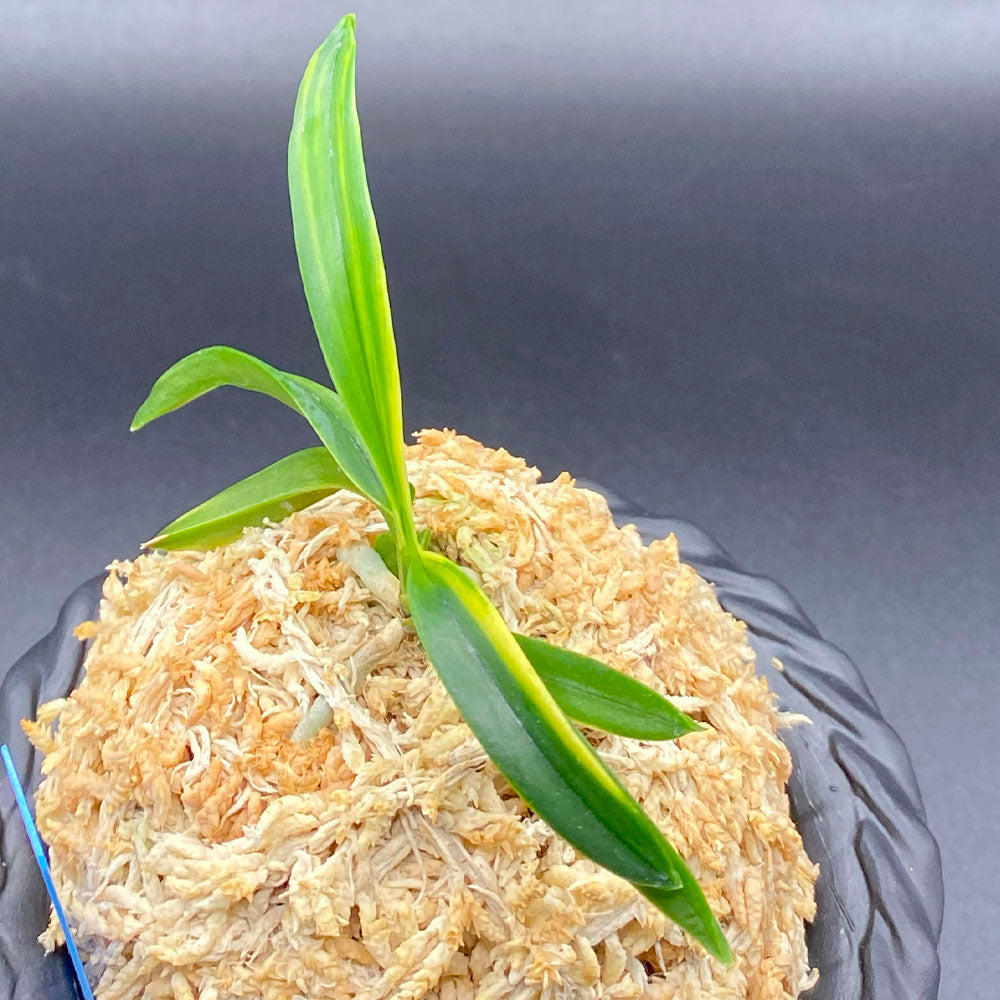 富貴蘭 風蘭 蘭 大波錦 おおなみにしき 1本立 T665 フウキラン フウラン 送料無料