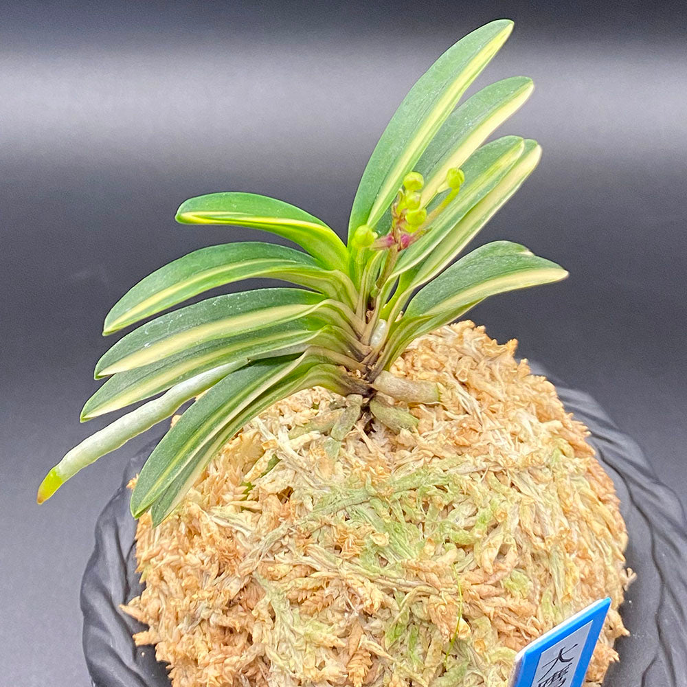 富貴蘭 風蘭 蘭 大鷹丸縞 おおたかまるしま 1本立 T704 フウキラン フウラン 送料無料