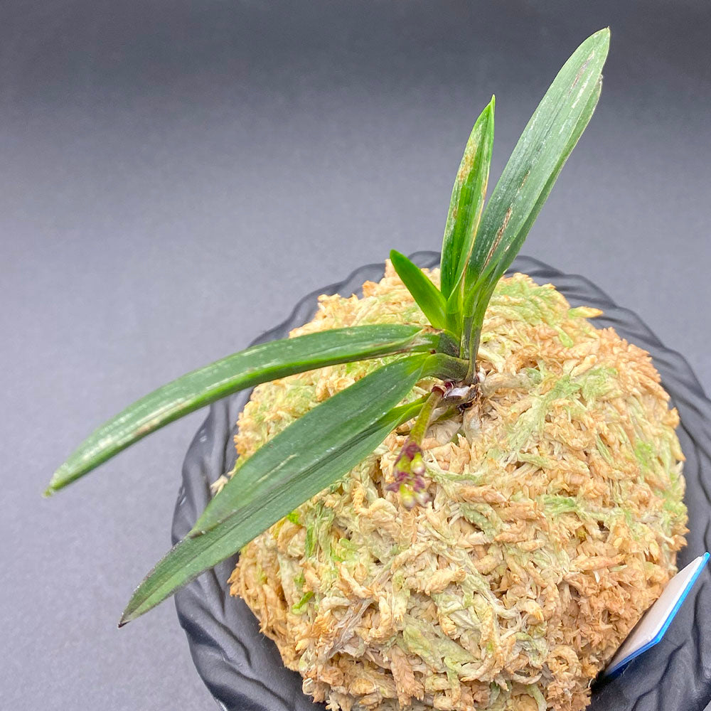 富貴蘭 風蘭 蘭 黒牡丹 こくぼたん 1本立 T705 フウキラン フウラン 送料無料