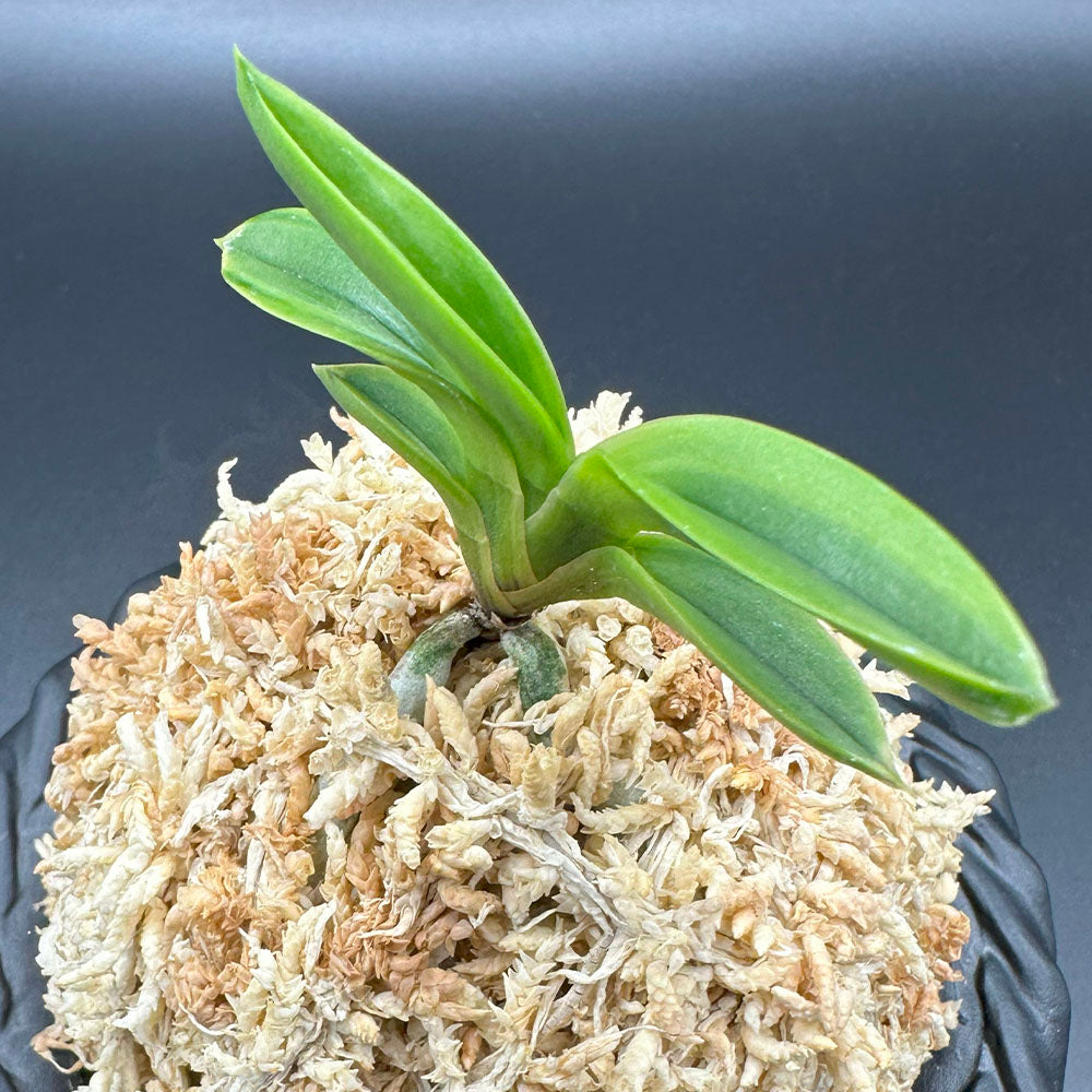 富貴蘭 風蘭 蘭 夢幻萌黄覆輪 むげんもえぎふくりん 1本立 【現品】 T723 フウキラン フウラン 送料無料