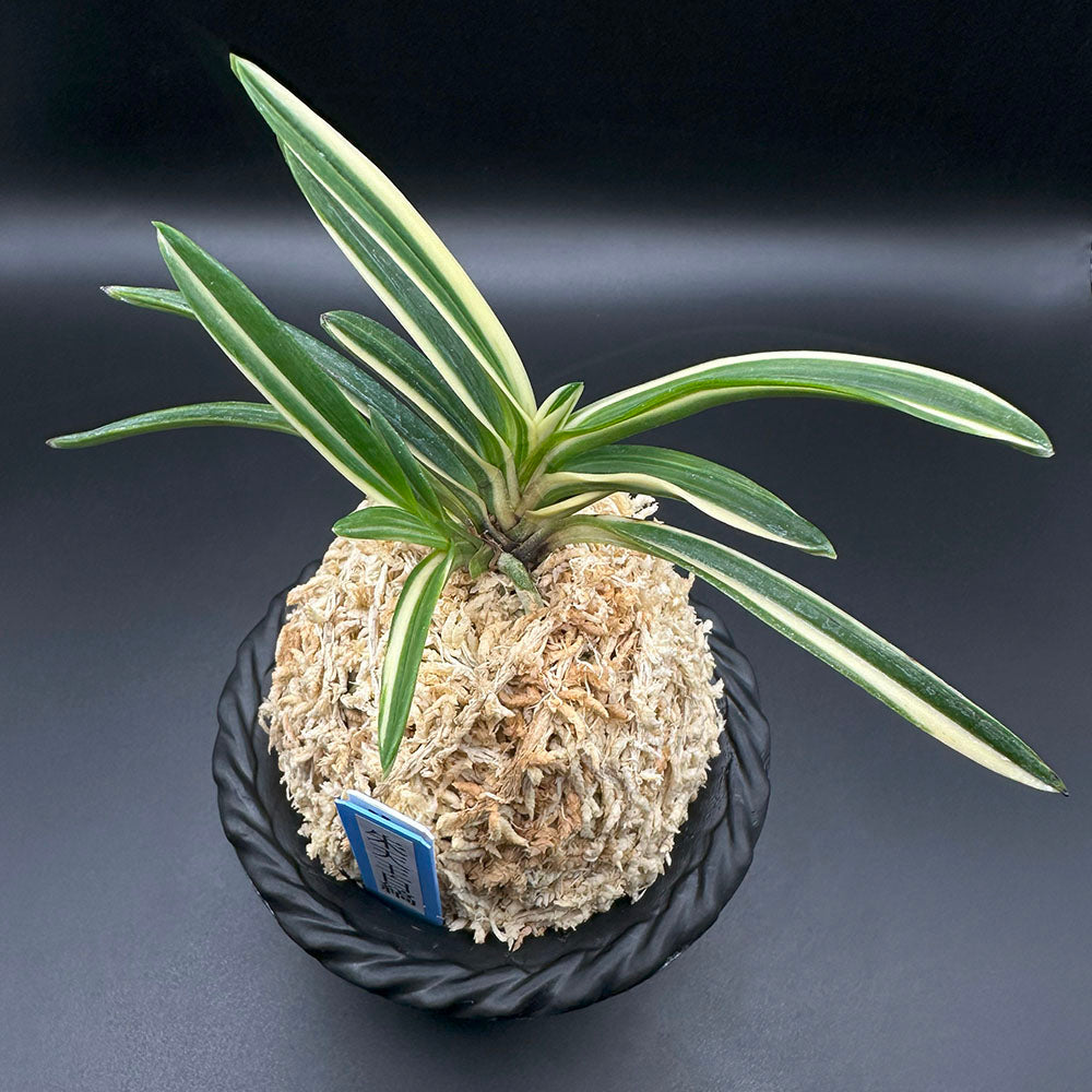 富貴蘭 風蘭 蘭 朱天王白縞 しゅてんのうしろしま 2本立 【現品】 T741 フウキラン フウラン 送料無料