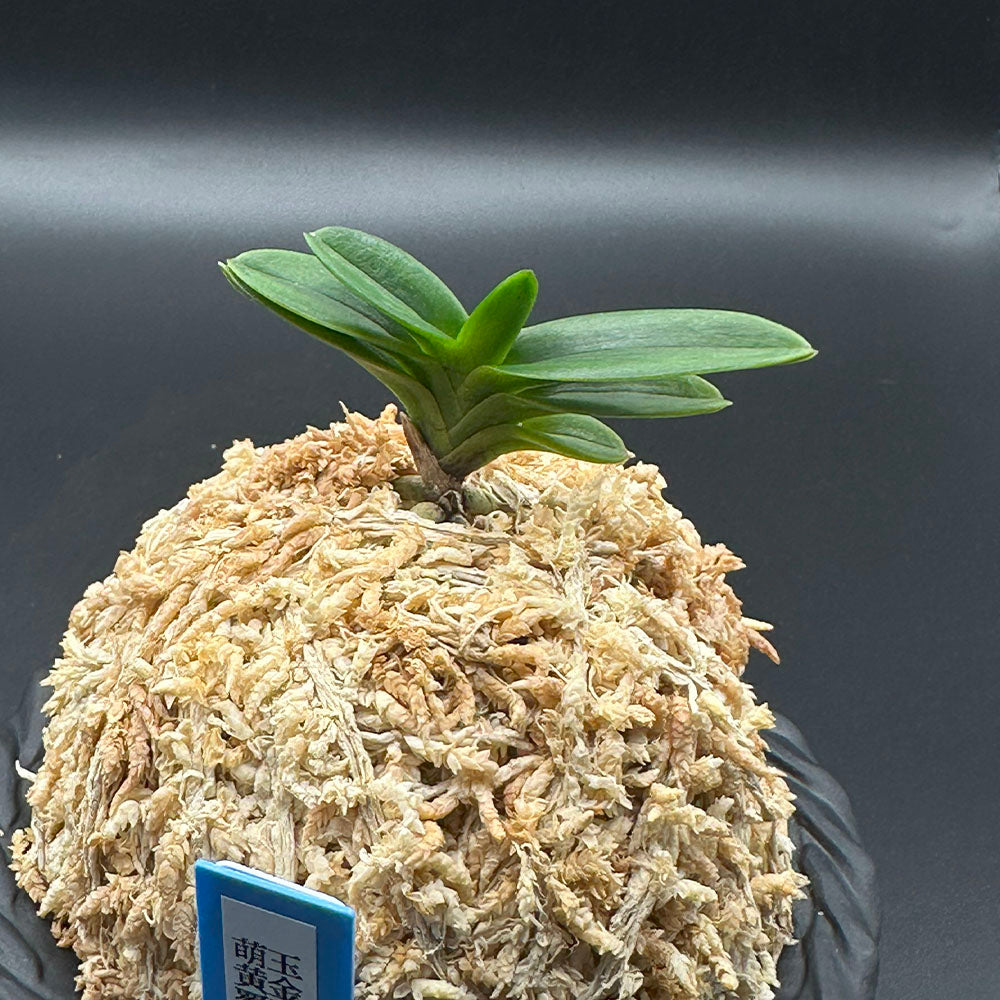 富貴蘭 風蘭 蘭 玉金剛萌黄覆輪 たまこんごうもえぎふくりん 1本立 【現品】 T743 フウキラン フウラン 送料無料