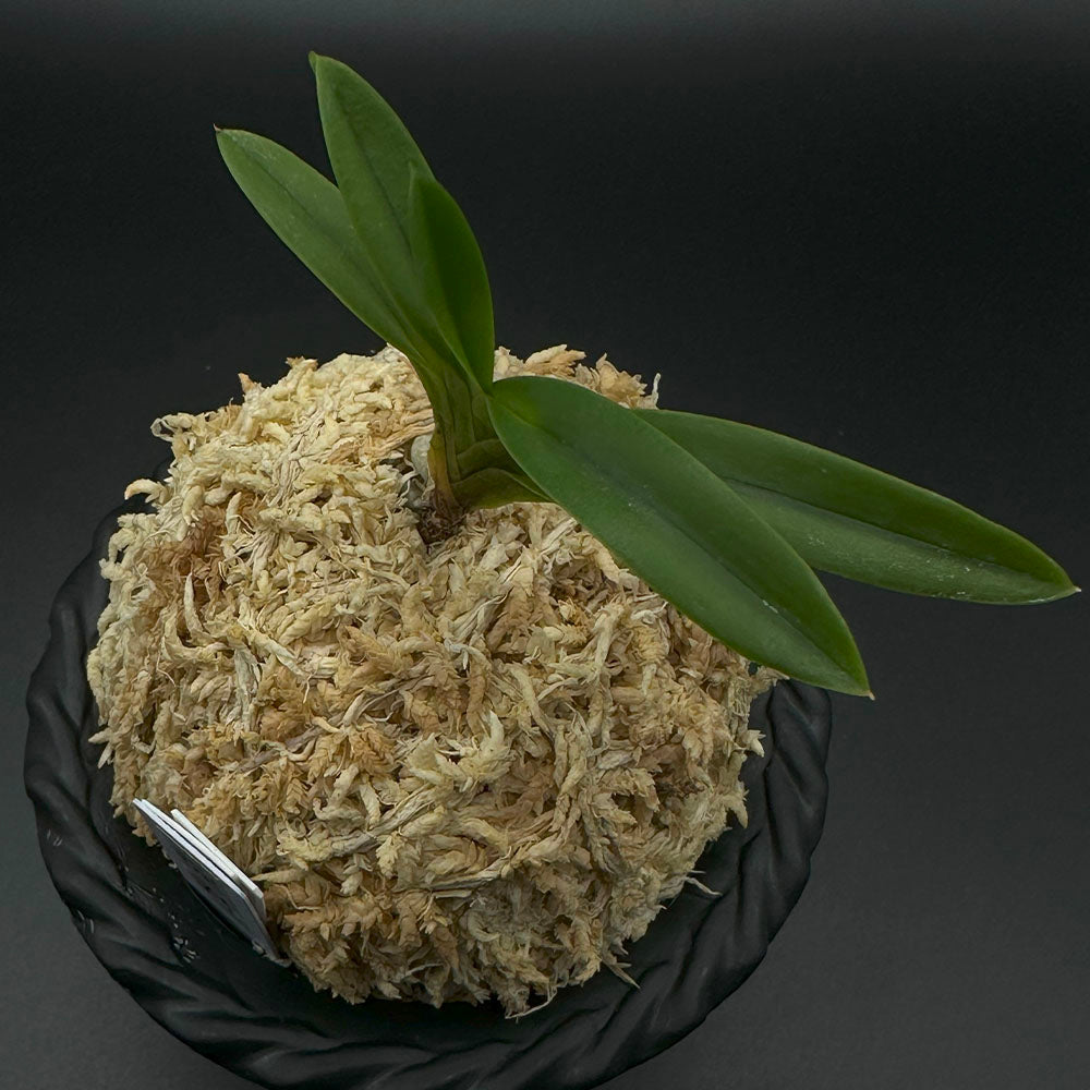 富貴蘭 風蘭 蘭 淀君 よどぎみ 1本立 【現品】746 フウキラン フウラン 送料無料