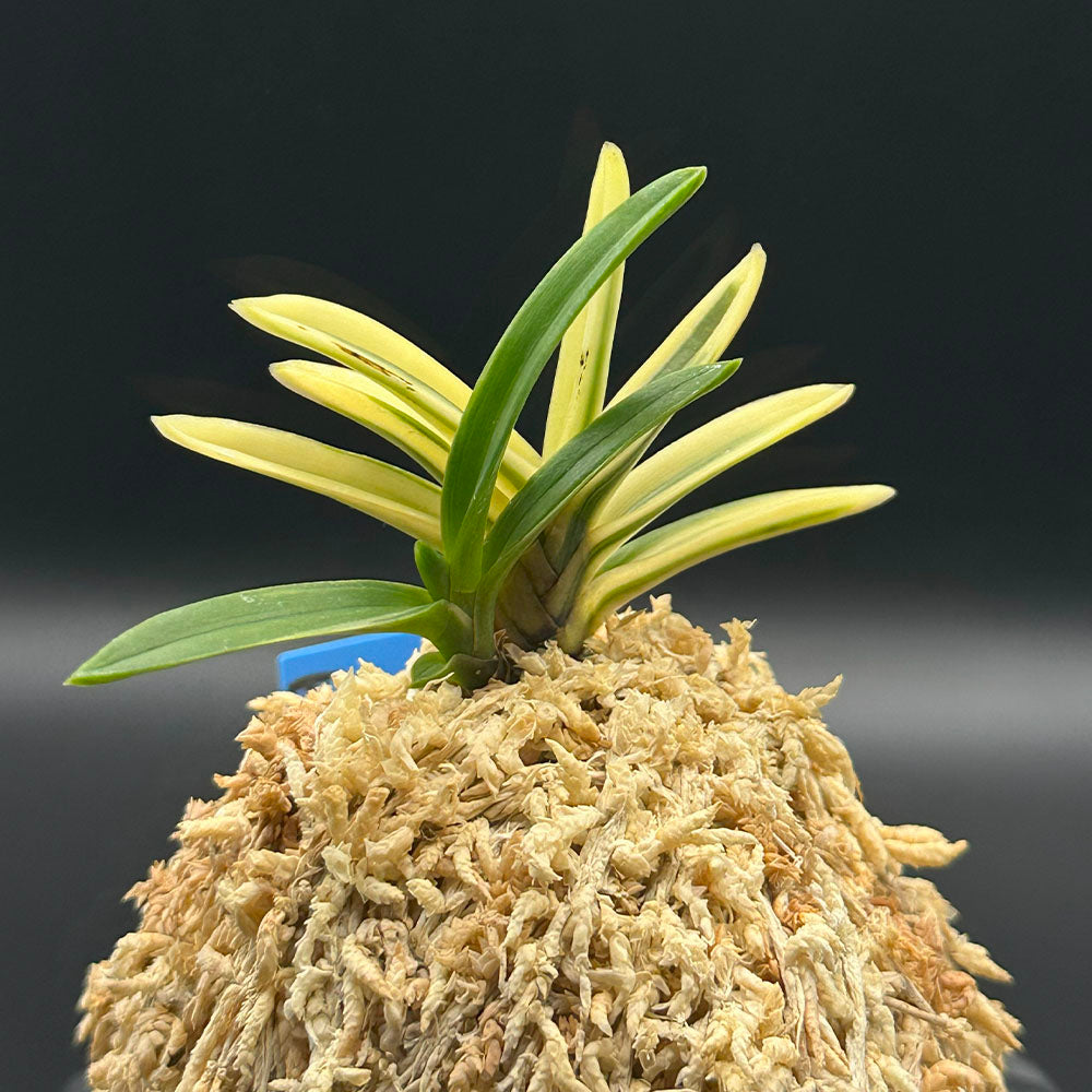 富貴蘭 風蘭 蘭 朱天王縞覆輪 しゅてんのうしまふくりん 2本立 【現品】 T750 フウキラン フウラン 送料無料