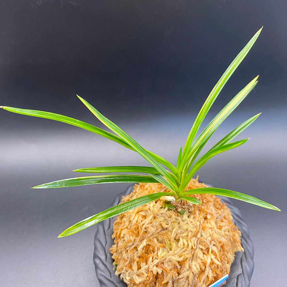 富貴蘭 花纏縞 2本立 T8 フウキラン フウラン 送料無料