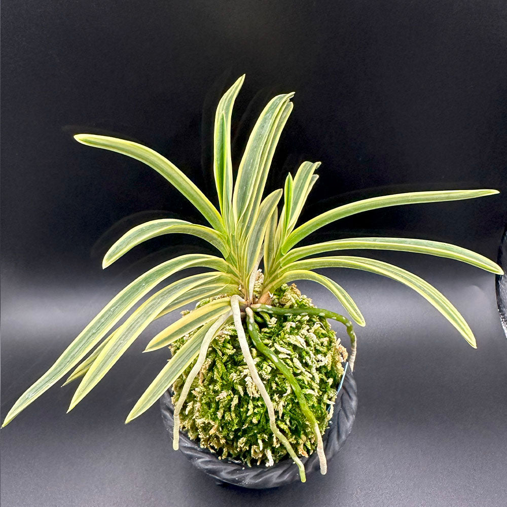 富貴蘭 風蘭 羆錦 ひぐまにしき 現品 fu-t80 フウキラン フウラン 蘭 花