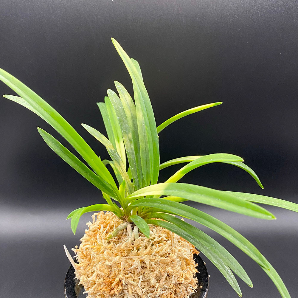 富貴蘭 風蘭 蘭 紀州雪虎 きしゅうせっこ 5本立 TS フウキラン フウラン 送料無料