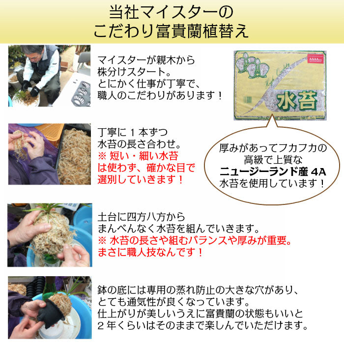 富貴蘭 風蘭 蘭 苔玉 選べる 白のデザイン陶器鉢 ピンク花 ソーサー付フウキラン 蘭 花