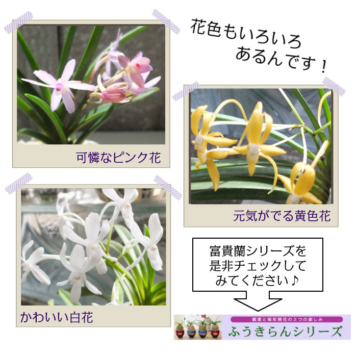 風貴蘭 風蘭 蘭 エコポット 選べる色 ラッピング無料 黒受皿付 白花 麒麟丸 玉金剛 兜丸 翠華殿 麒麟丸 フウキラン フウラン 送料無料