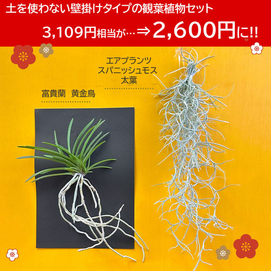 【福袋 2点セット】 2025 開運 人気 スパニッシュモス 太葉 富貴蘭 風蘭 蘭 壁掛け 黄金鳥 エアプランツ