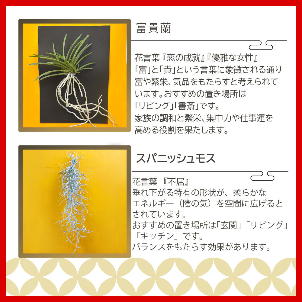 【福袋 2点セット】 2025 開運 人気 スパニッシュモス 太葉 富貴蘭 風蘭 蘭 壁掛け 黄金鳥 エアプランツ