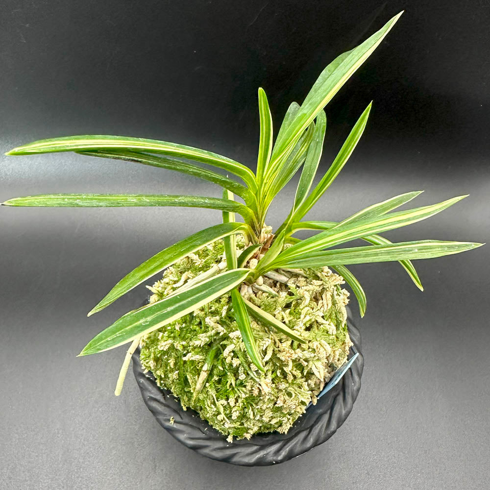 富貴蘭 風蘭 紀州白王 きしゅうはくおう 6本立 【現品】 fu-8320 フウキラン 蘭 花