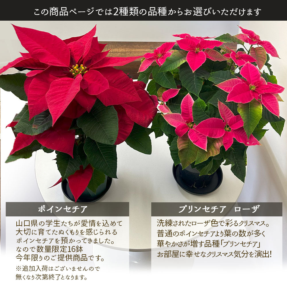 ポインセチア プリンセチア 5号 選べる種類 プラスチック鉢 黒受皿付