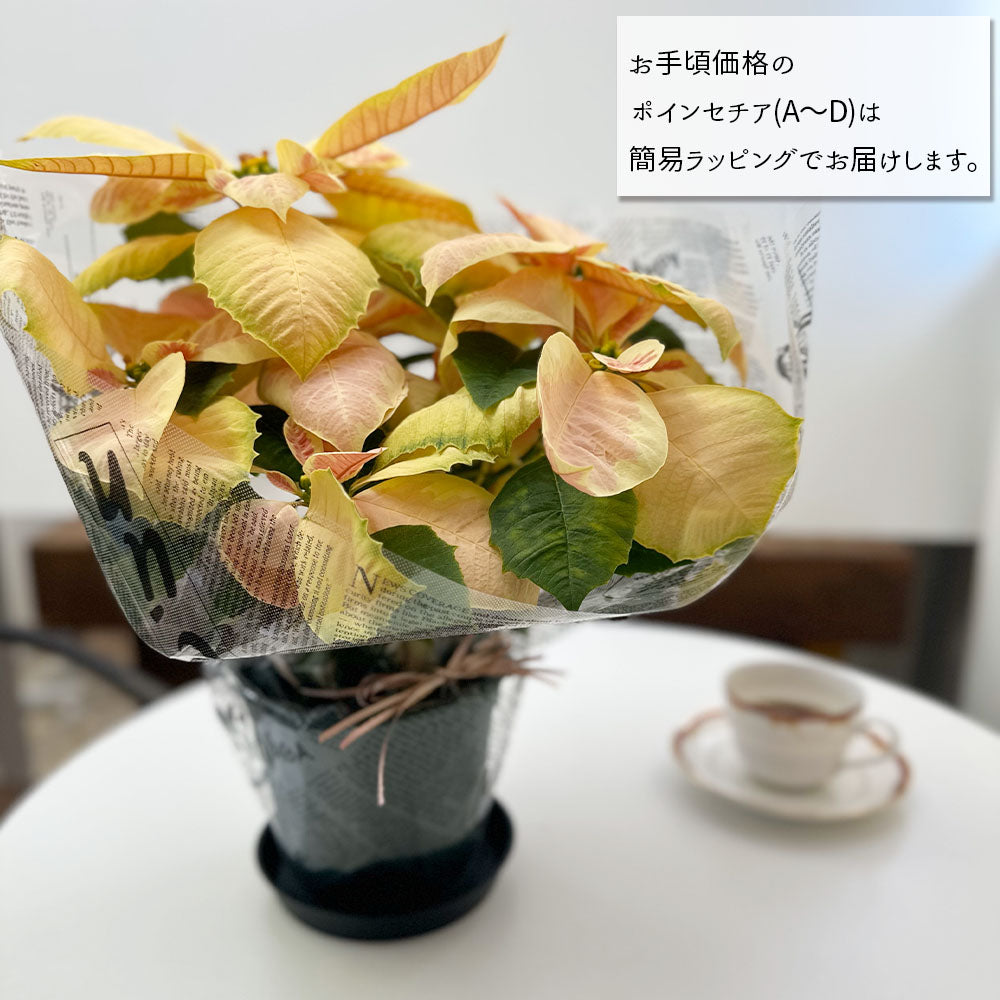 ポインセチア プリンセチア 5号 選べる種類 プラスチック鉢 黒受皿付