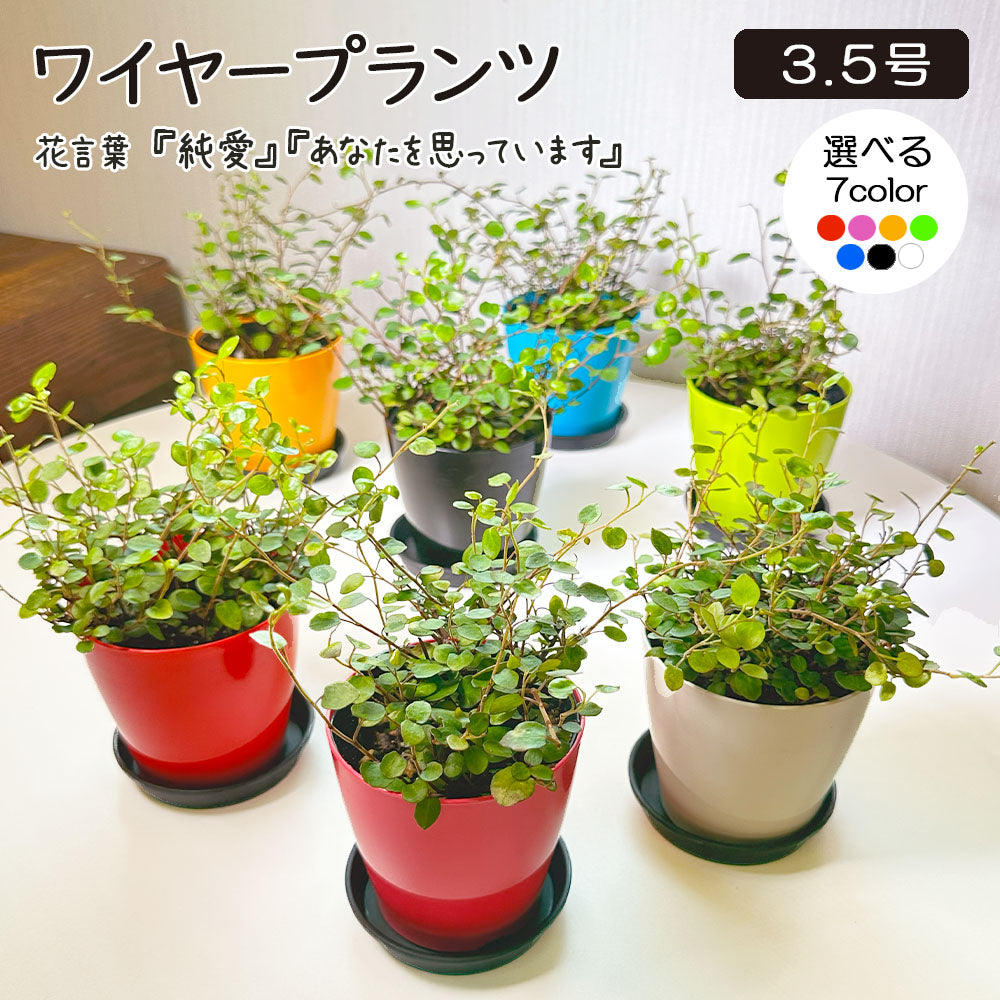 ワイヤープランツ 大葉 3.5号 選べる カラープラスチック鉢