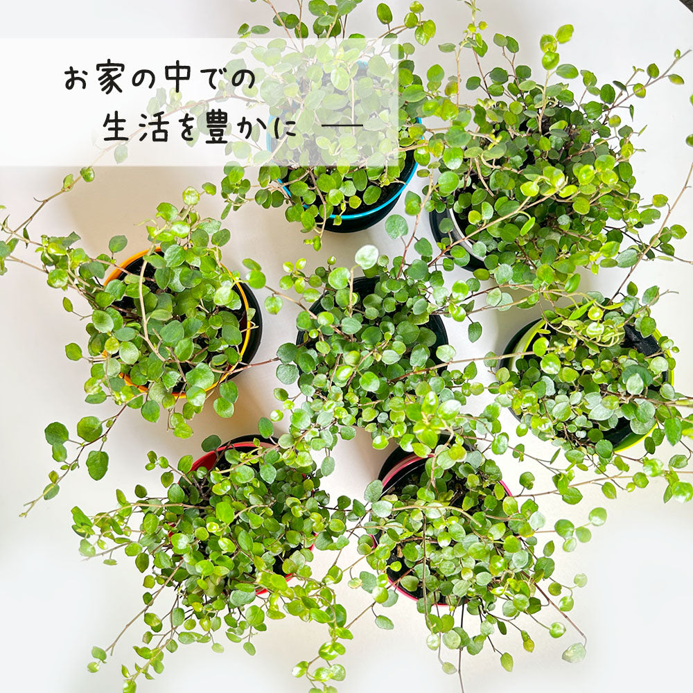 ワイヤープランツ 大葉 3.5号 選べる カラープラスチック鉢
