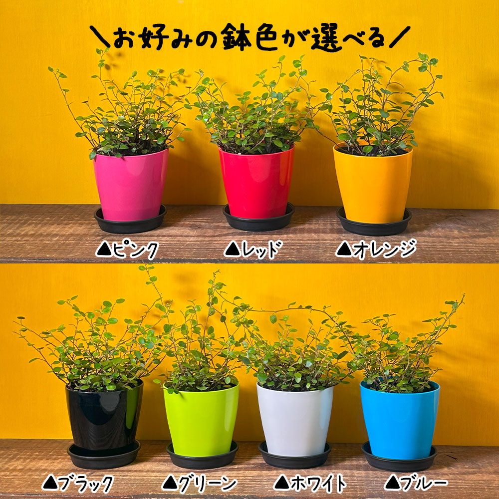 ワイヤープランツ 大葉 3.5号 選べる カラープラスチック鉢