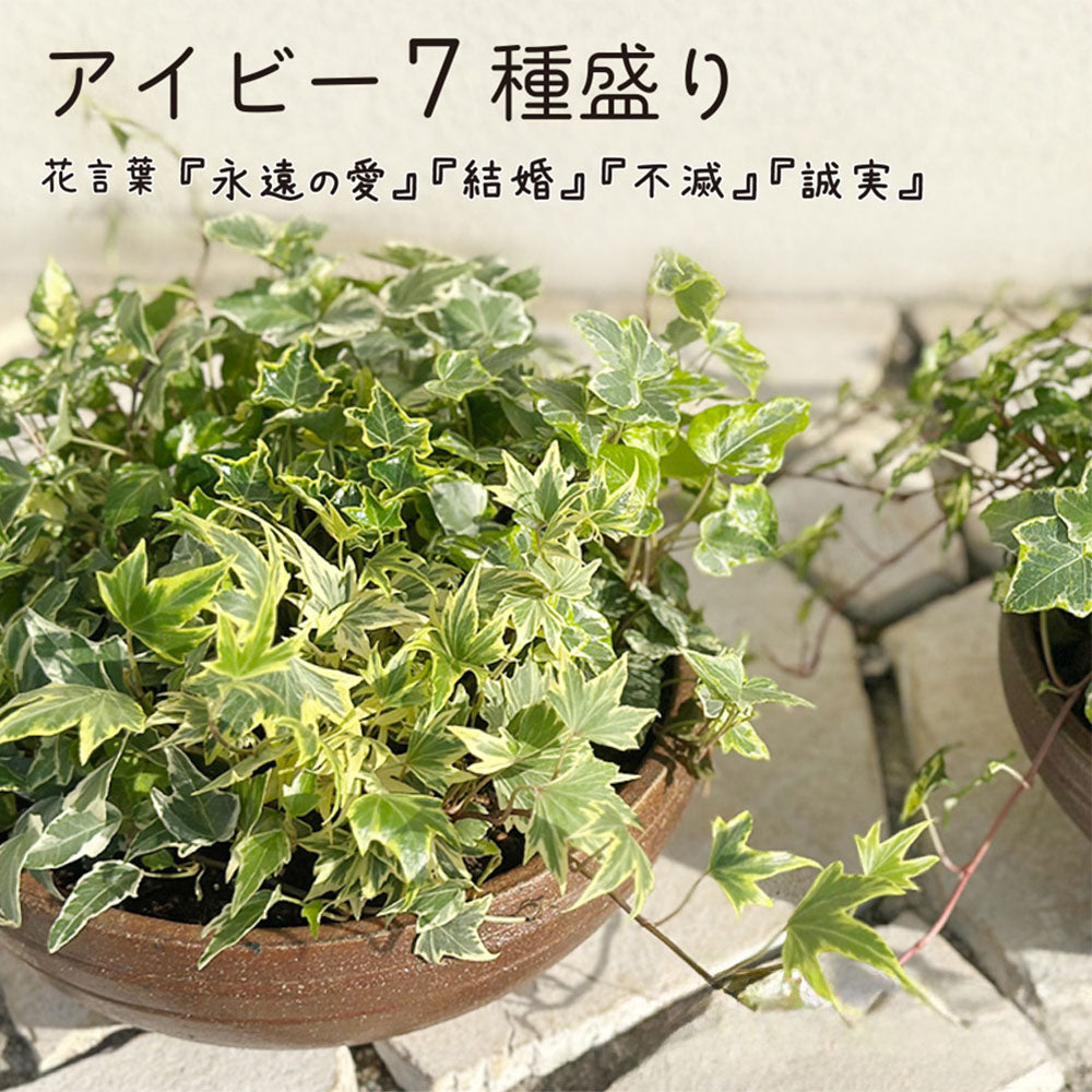 アイビー 7種盛り 寄せ植え 茶陶器鉢
