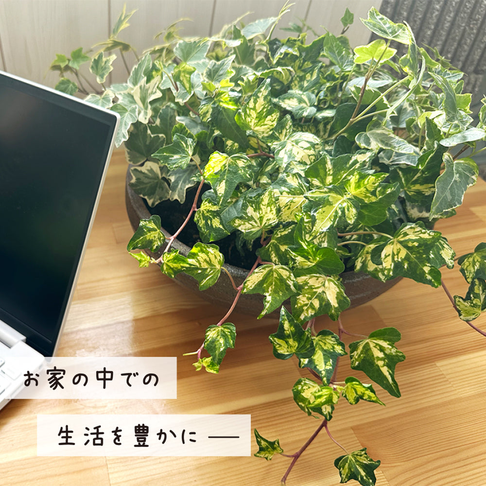 アイビー 7種盛り 寄せ植え 茶陶器鉢
