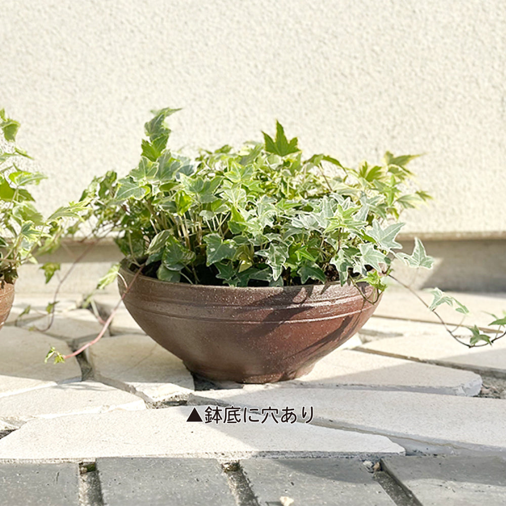アイビー 7種盛り 寄せ植え 茶陶器鉢