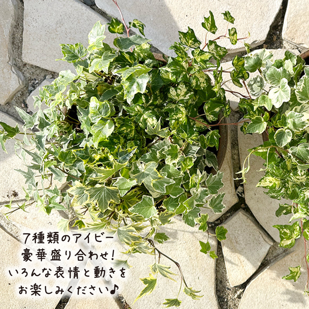 アイビー 7種盛り 寄せ植え 茶陶器鉢