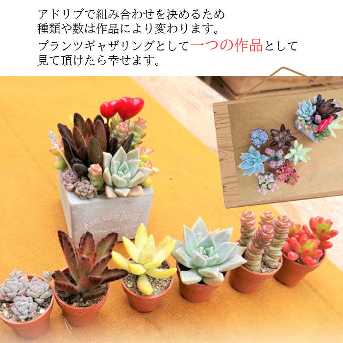 多肉植物 寄せ植え プランツデザイナーNAOKO セメント鉢 ハートピック ギャザリング